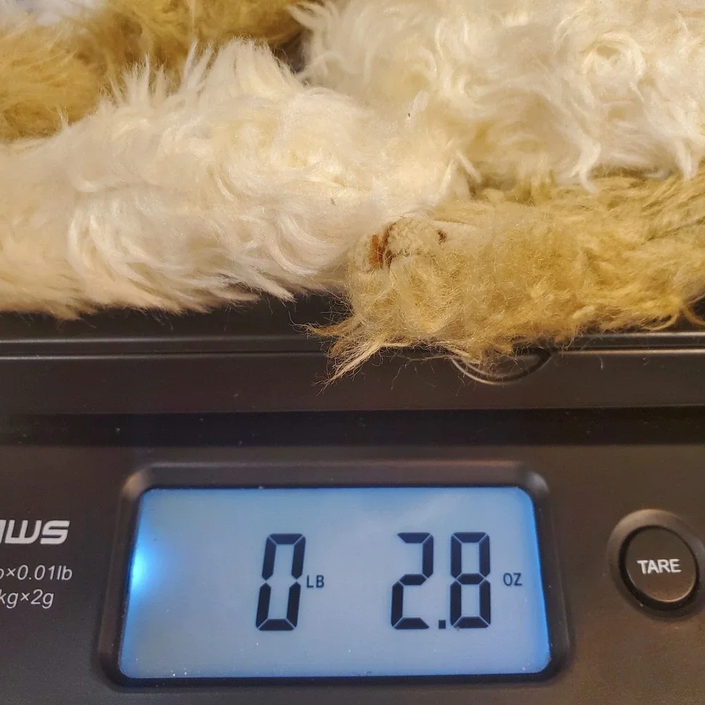 TY BEANIES - ATTIC TREASURES SCRUFFY THE SHAGGY DOG 1993 PVC pellets 8